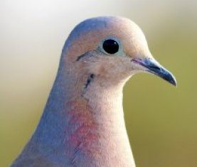 Filémon, le pigeon voyageur